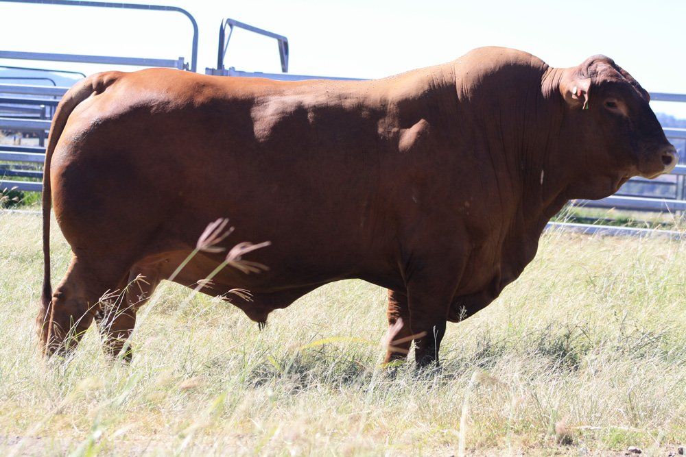 cow in grass