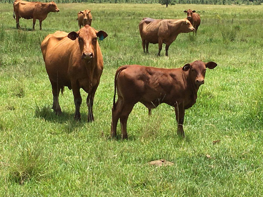 six cow in field