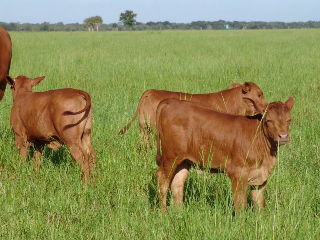 three little cow