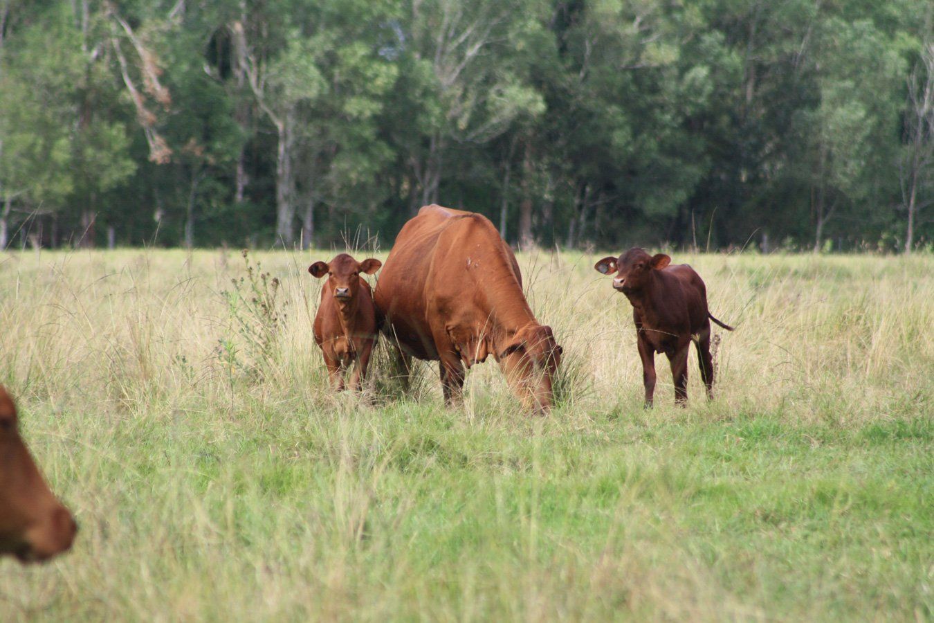 three cow family