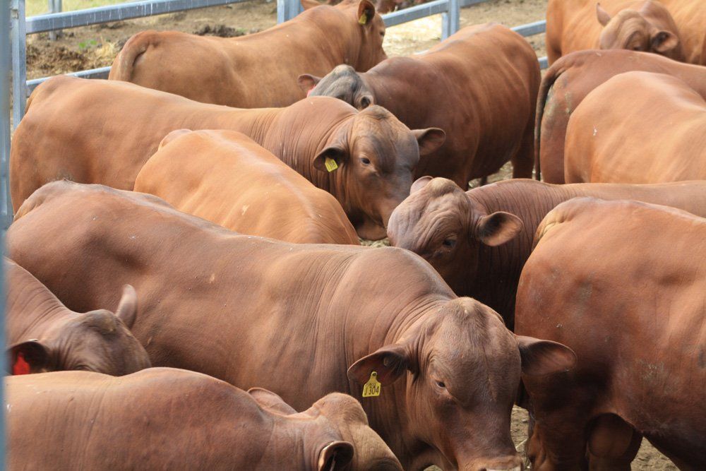 group of cow