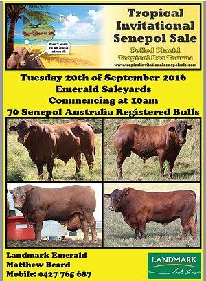 Tropical Invitational Senepol Sale