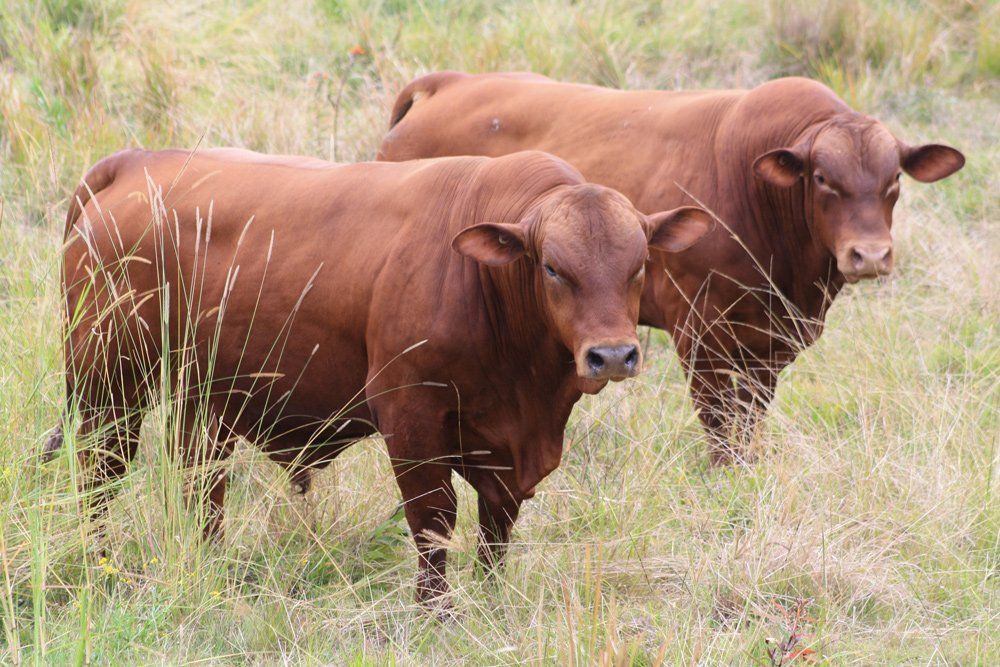 group of cow