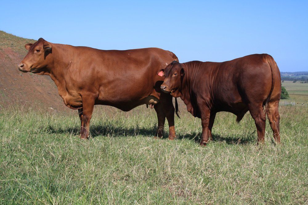 two brown