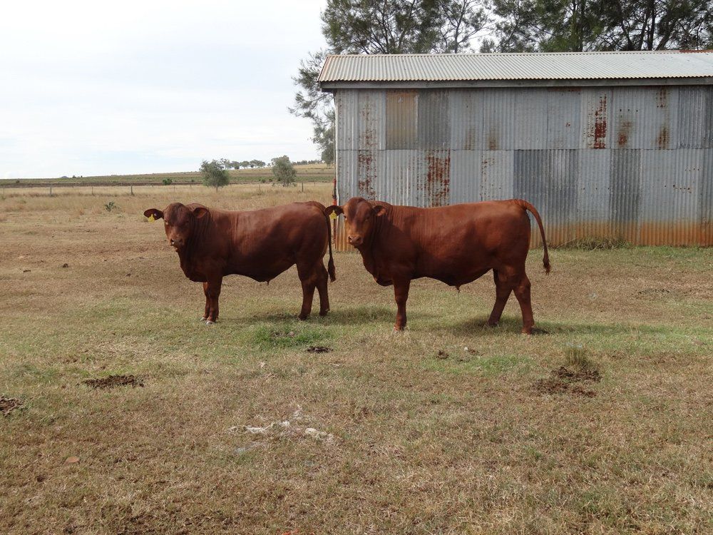 cow beside house