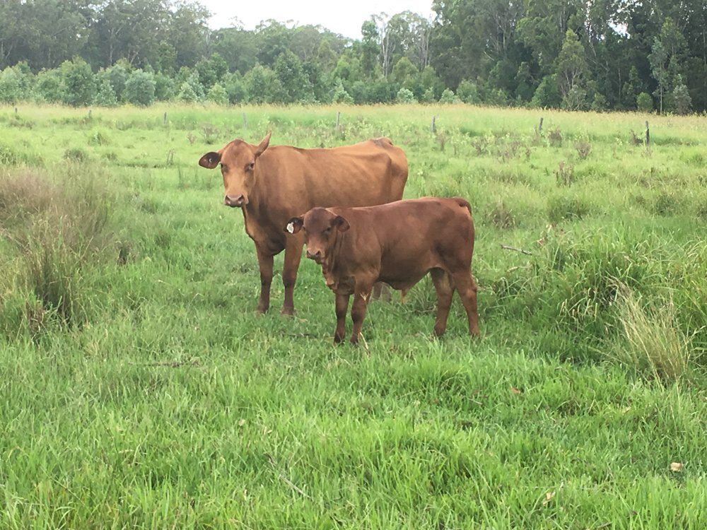 tow cow eating