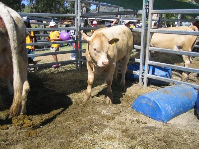 cow inside cage