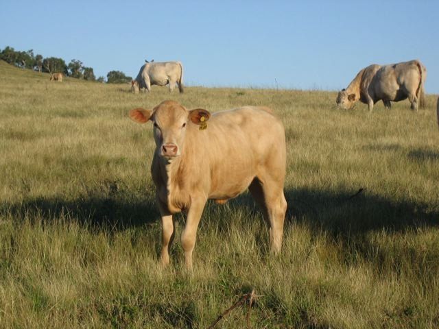 group of cow