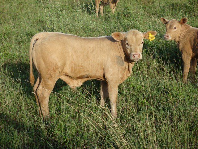 group of cow