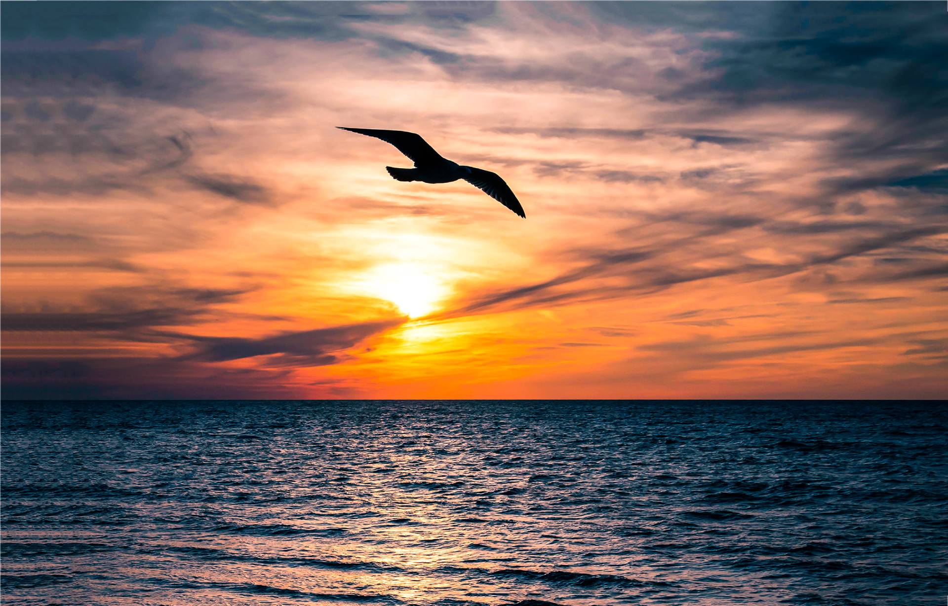 gabbiano che vola al tramonto