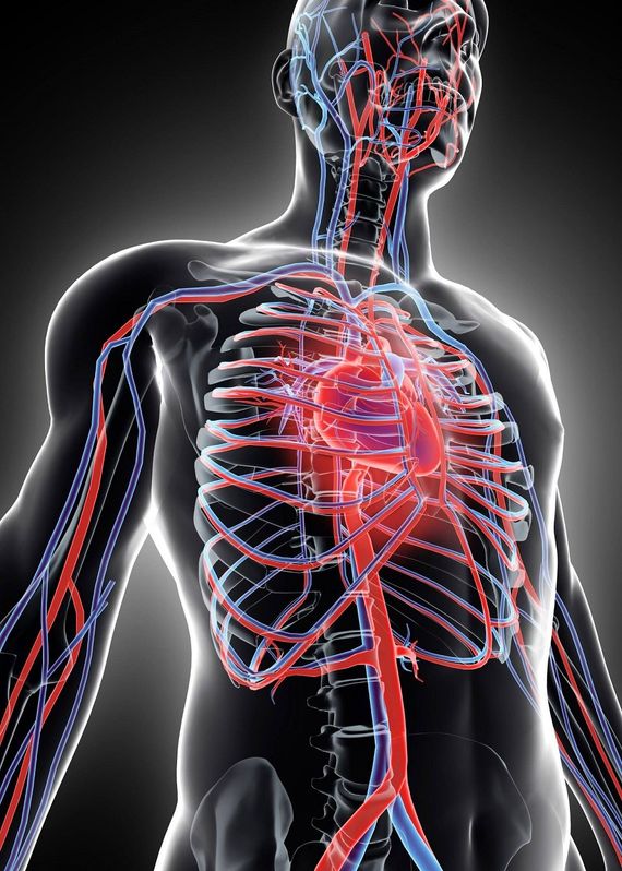 riproduzione 3d di torace e organi interni