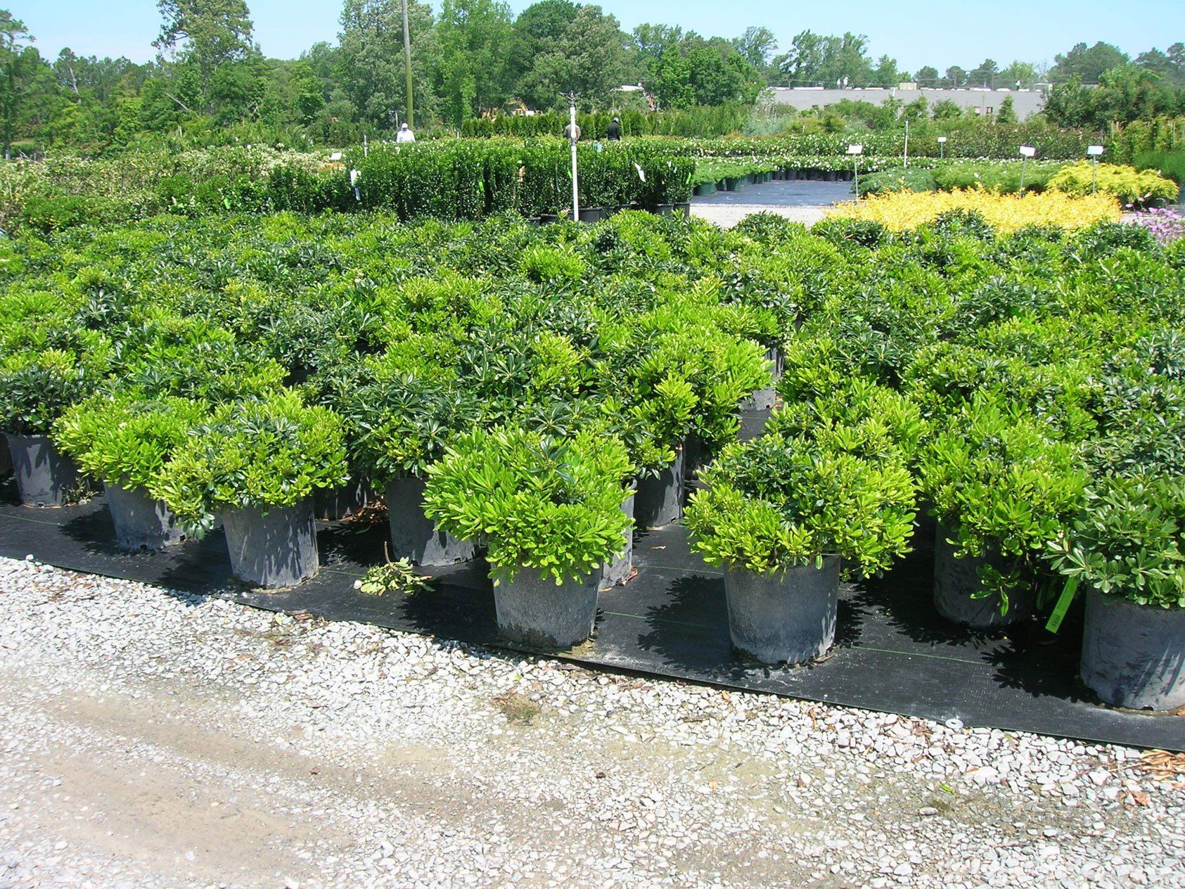 Plants — Chesapeake, VA — Brooks Landscaping, Inc.