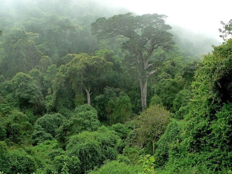 Discover The Knysna Forest