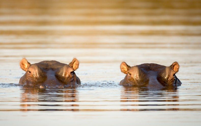 Beste Zeit, um nach iSimangaliso und HluHluwe zu gehen