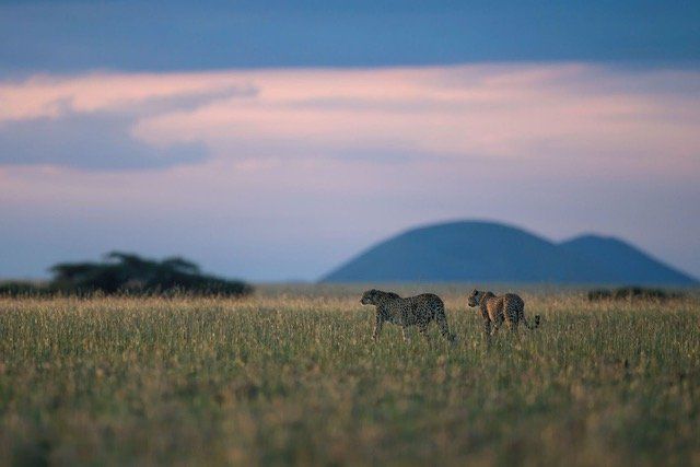 Amboseli