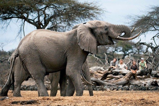 Amboseli, Kenya