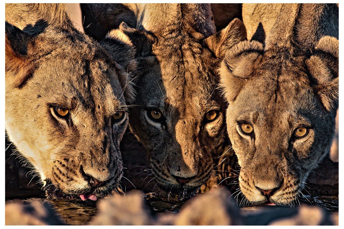 Meilleur moment pour partir dans le Kgalagadi