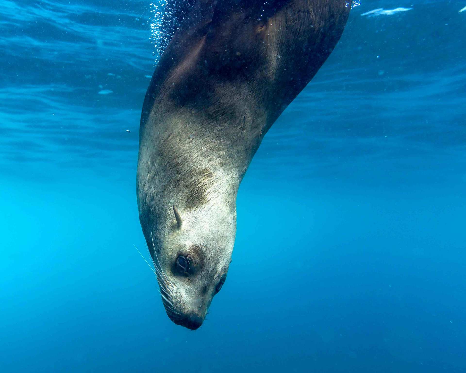 Snorkel with Seals