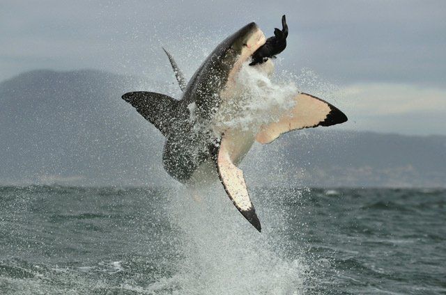 Whales, Hermanus, Cape Town, South Africa