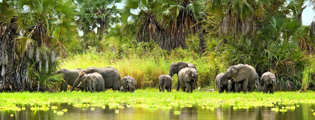 Chobe National Park in Botswana