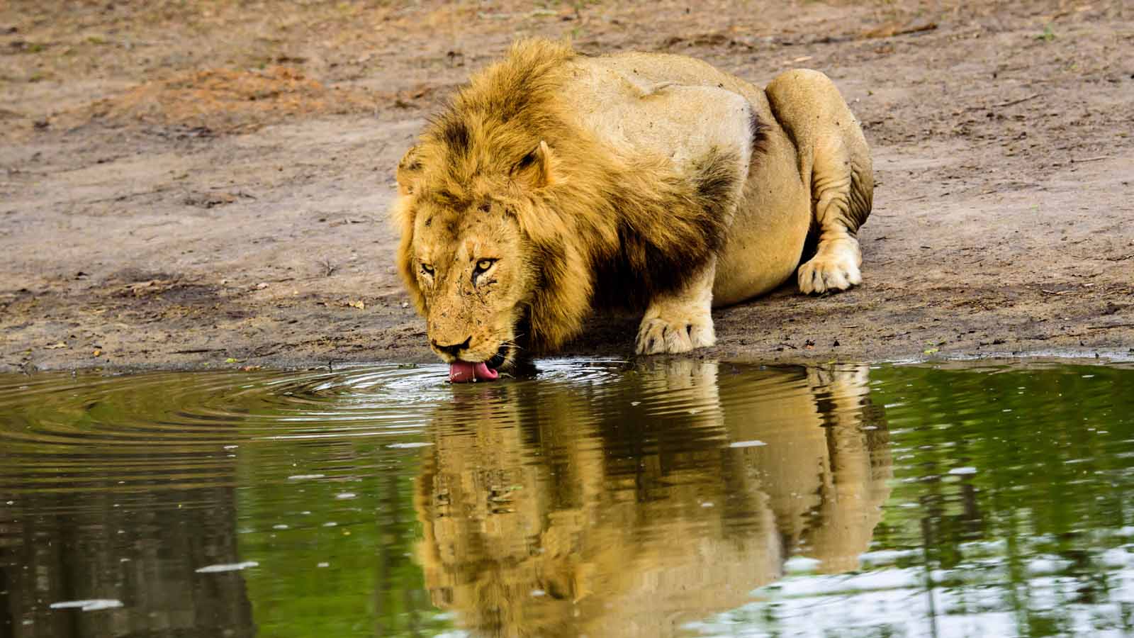 Greater Kruger Park