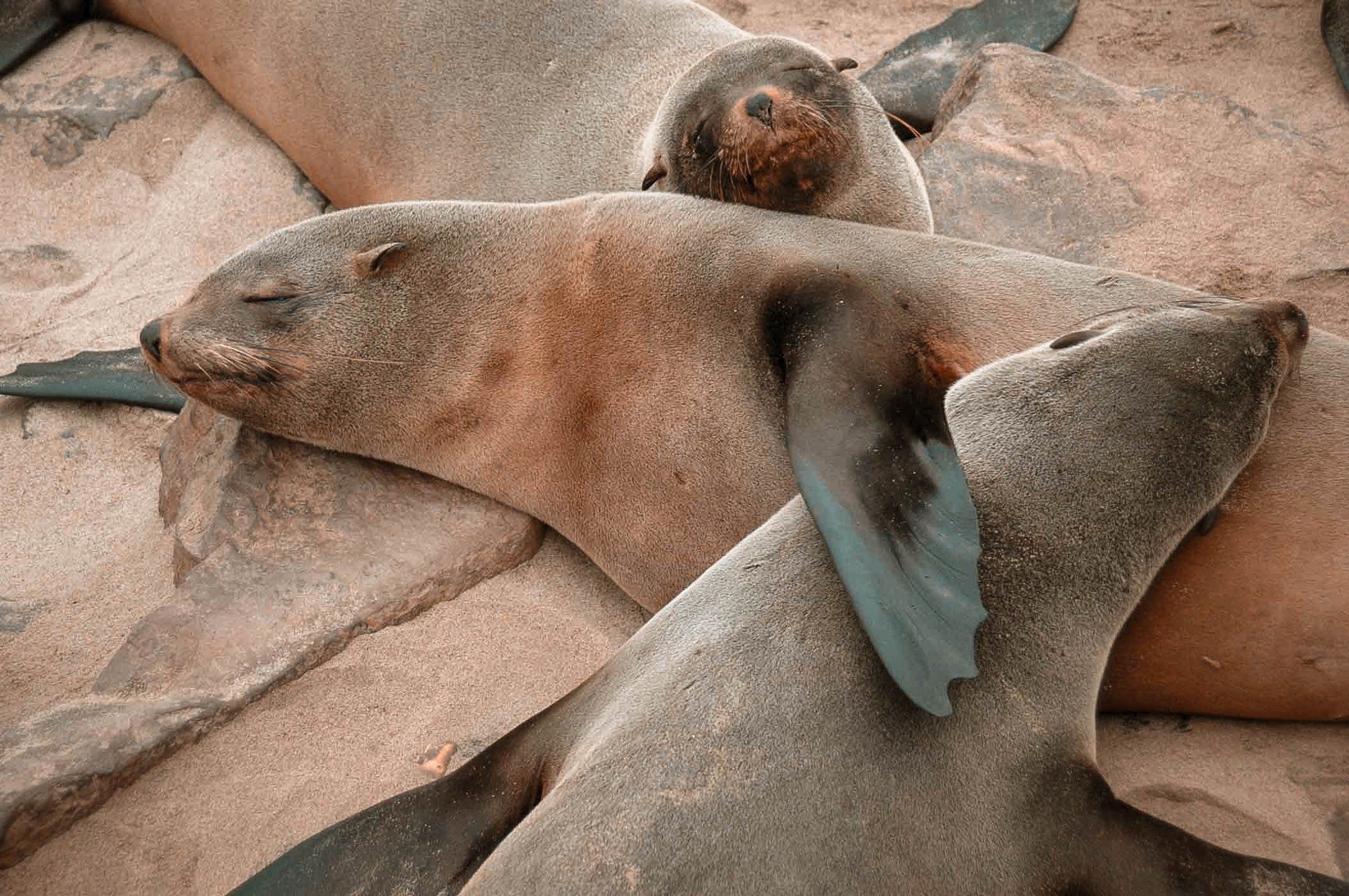 From creatures big to small, you never have to look far to discover beautiful wild spaces in SA