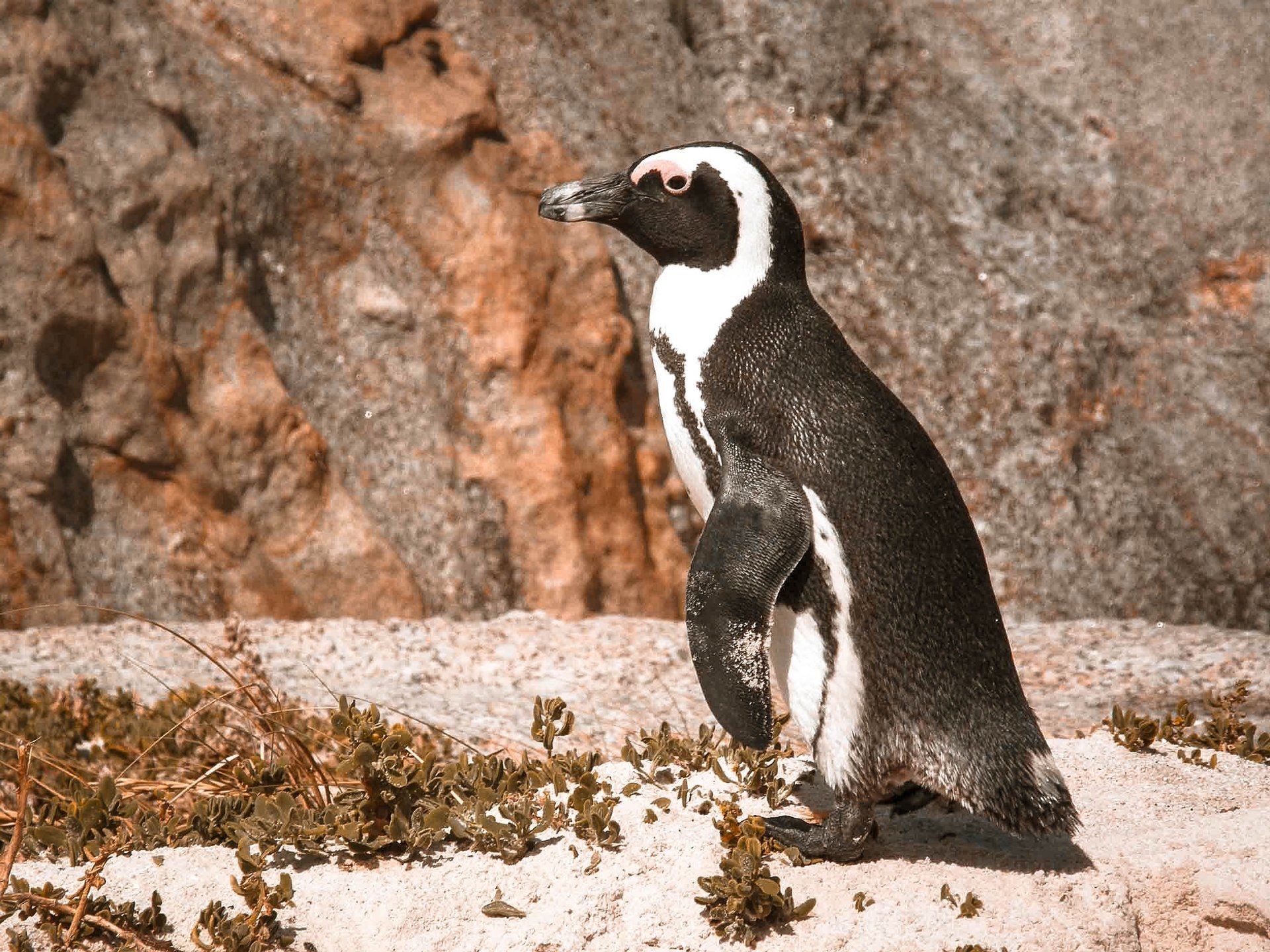 Boulders Beach, Cape Town