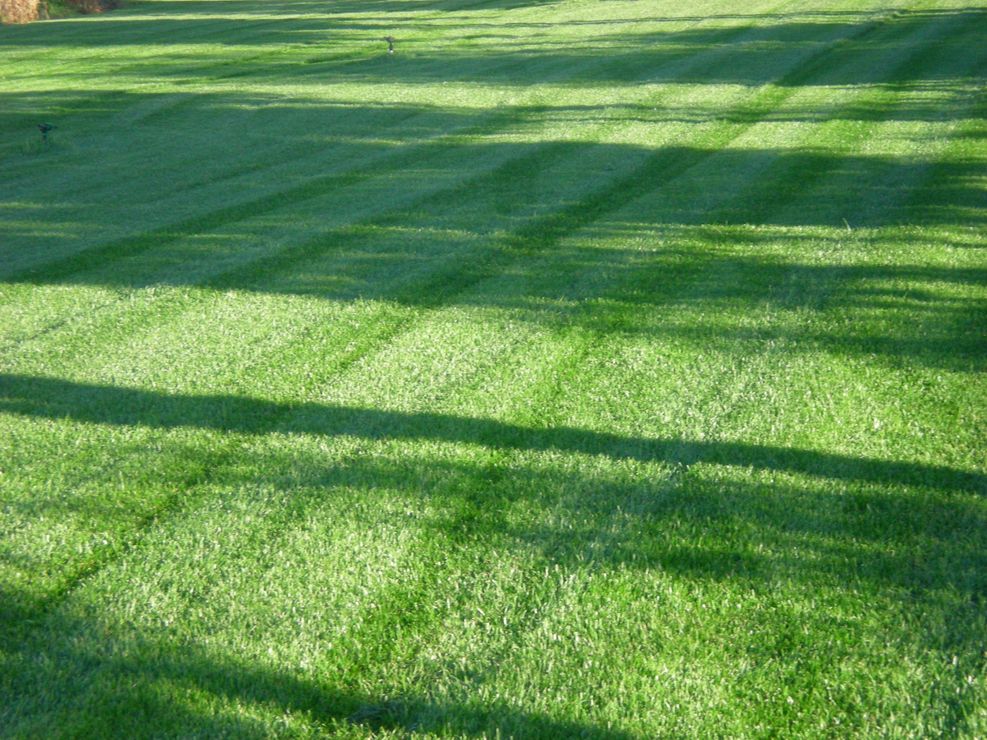 Tapis d'herbe de première qualité