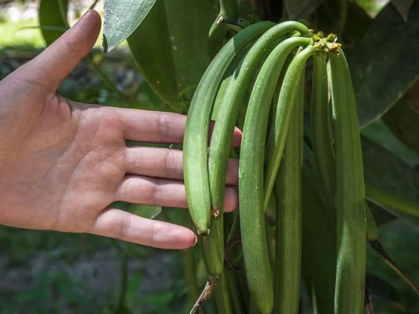 growing vanilla