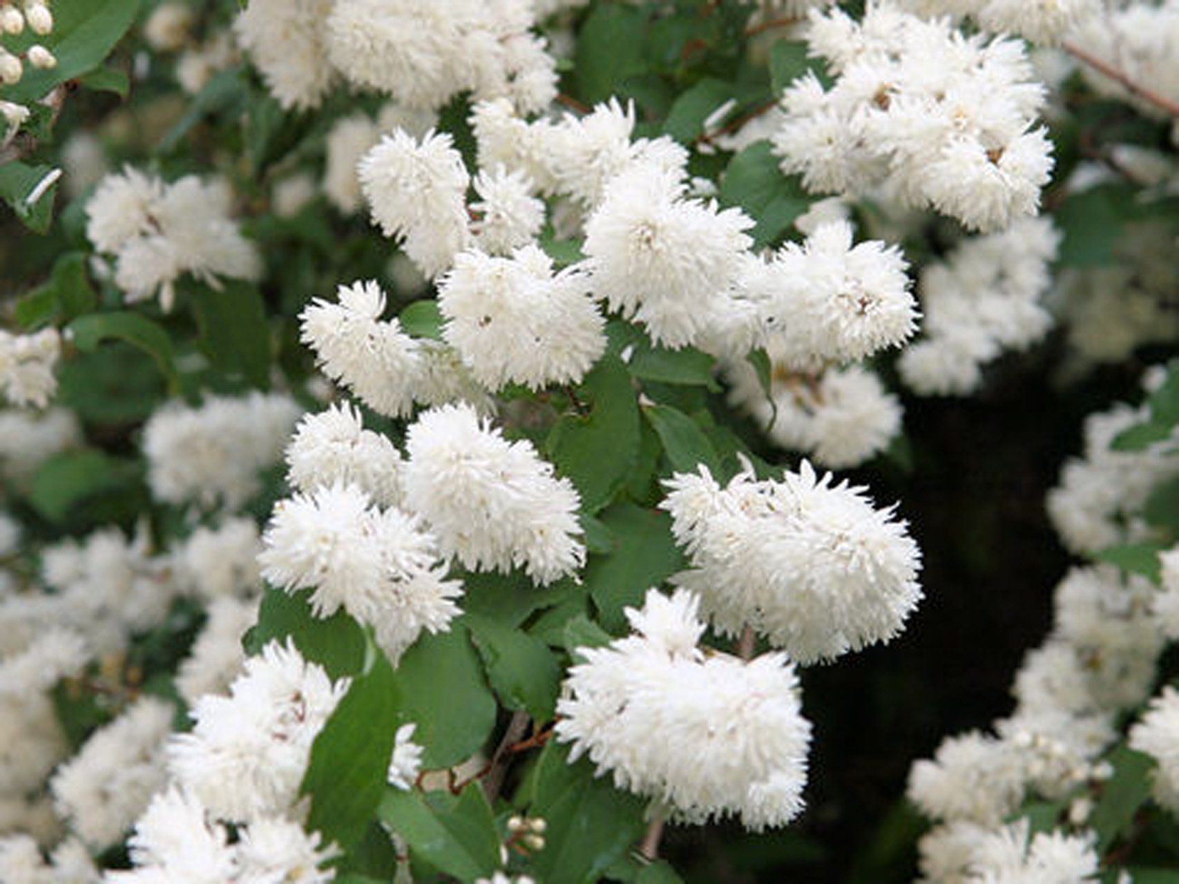 Deutzia scarba Robota deicija Candidissima