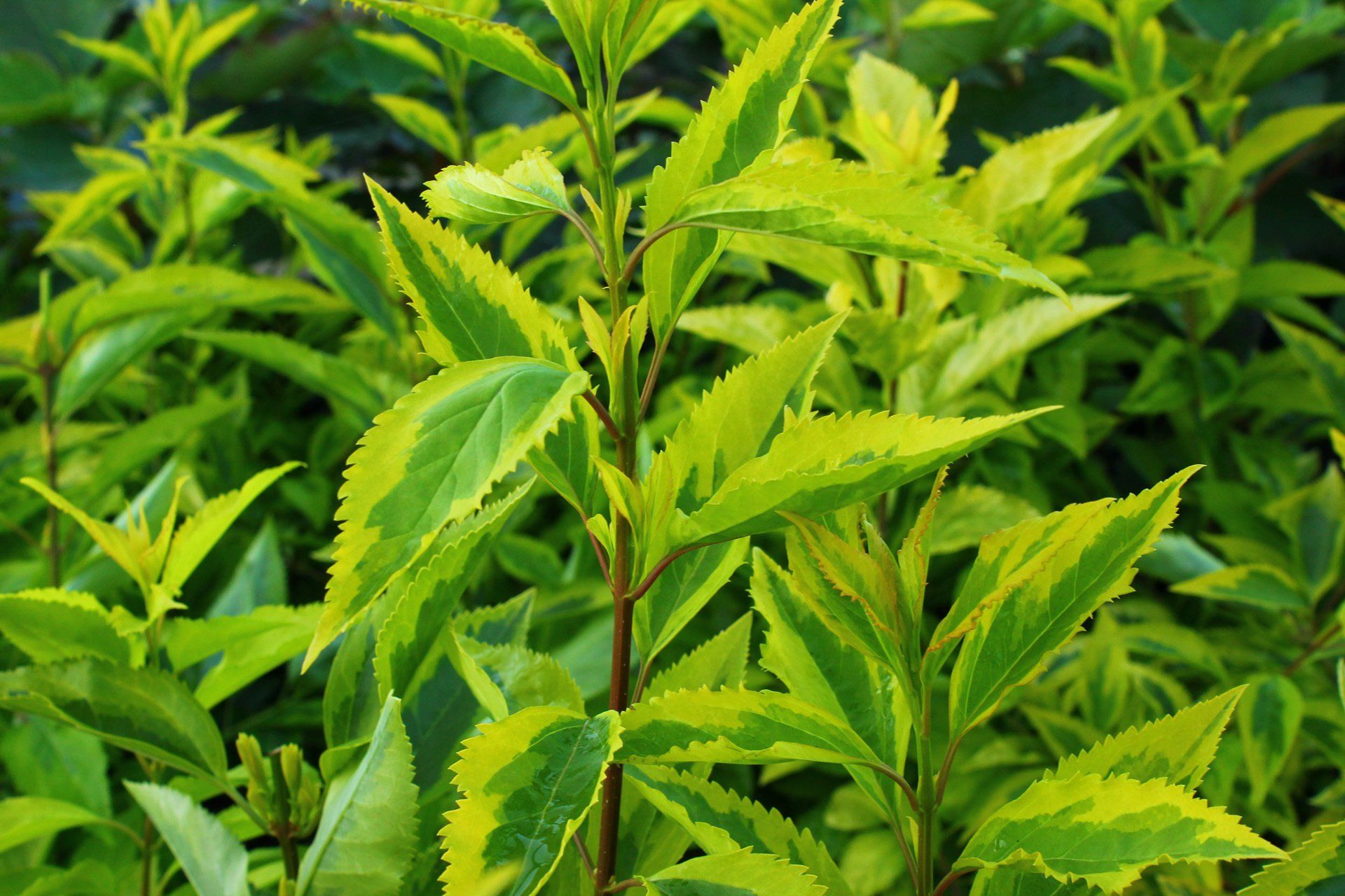 Forsythia suspensa var. fortunei Aureovariegata Fortina forsītija