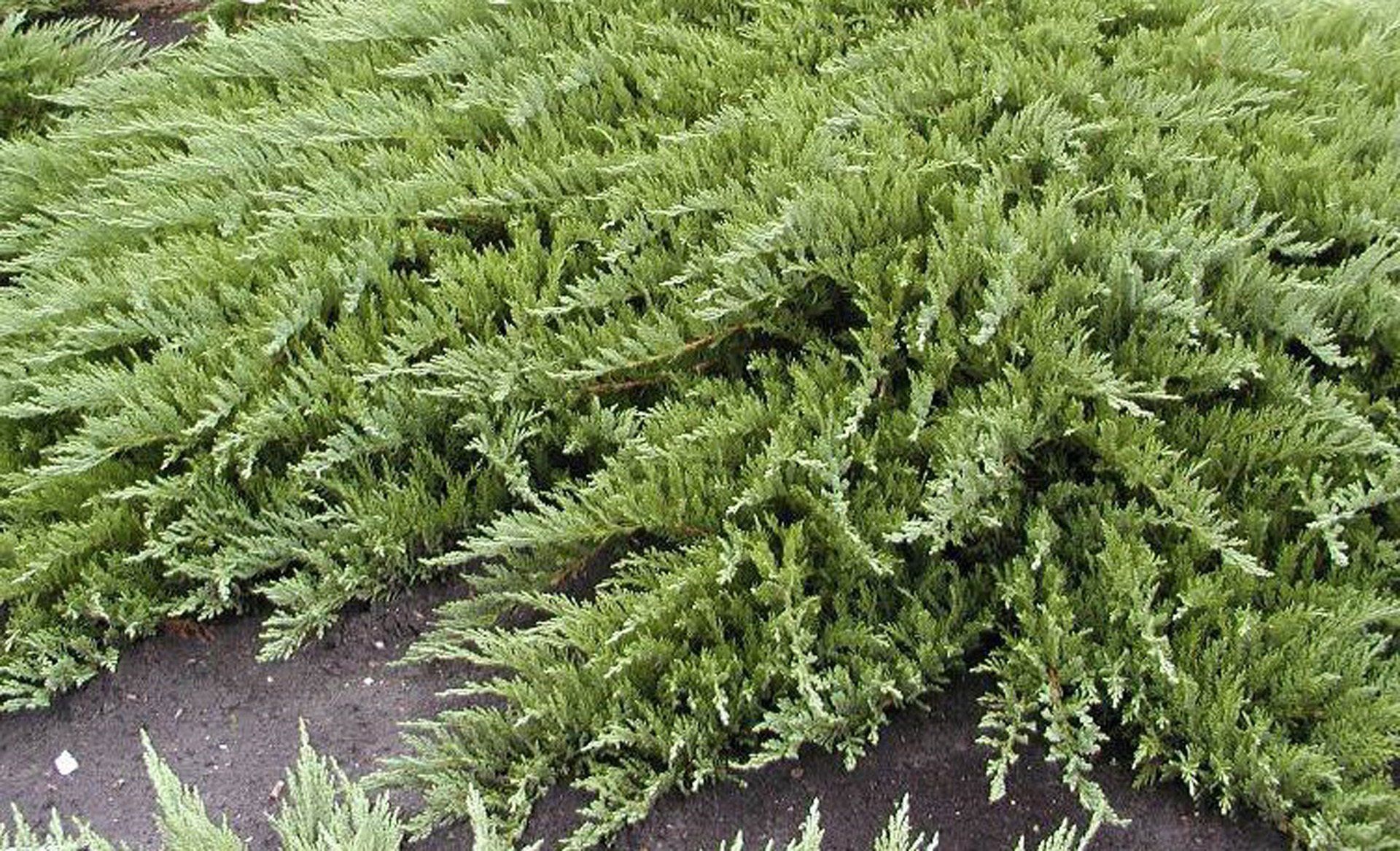 Juniperus sabina Rockery Gem Kazaku kadiķis-
