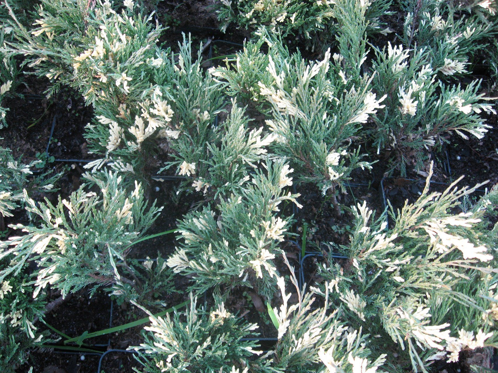 Juniperus sabina Variegata Kazaku kadiķis