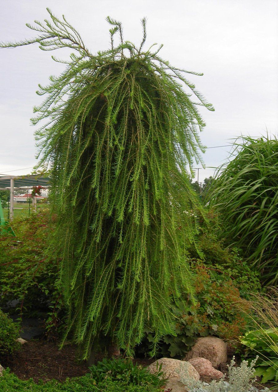 Larix decidua Pendula Eiropas lapegle
