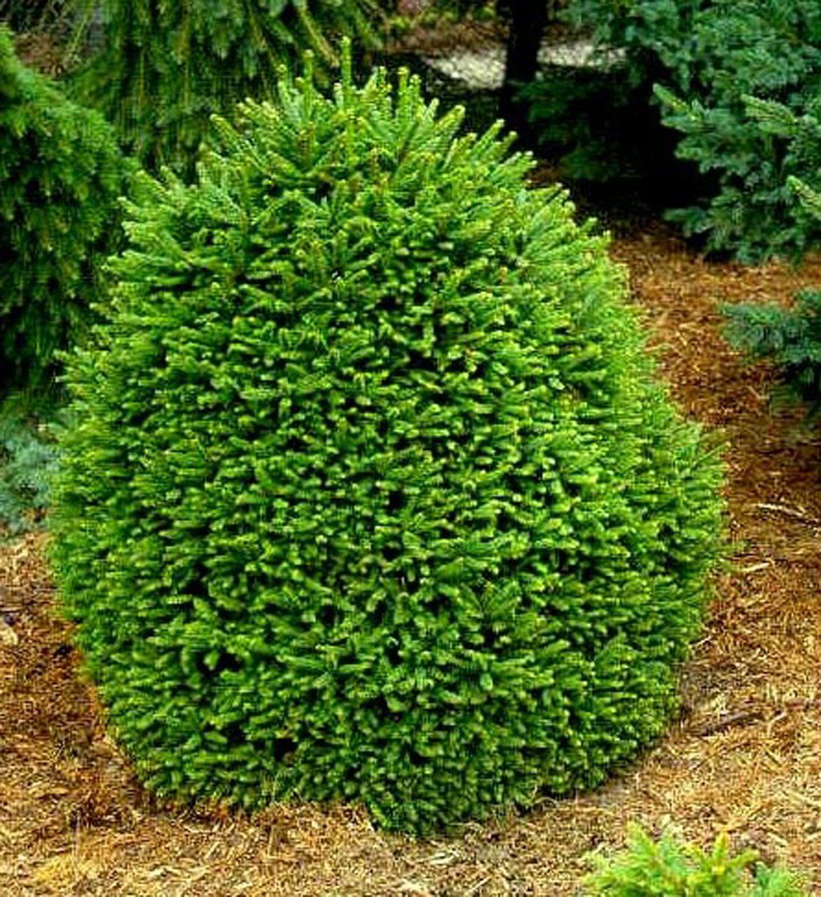 Picea abies Ohlendorffii parastā egle