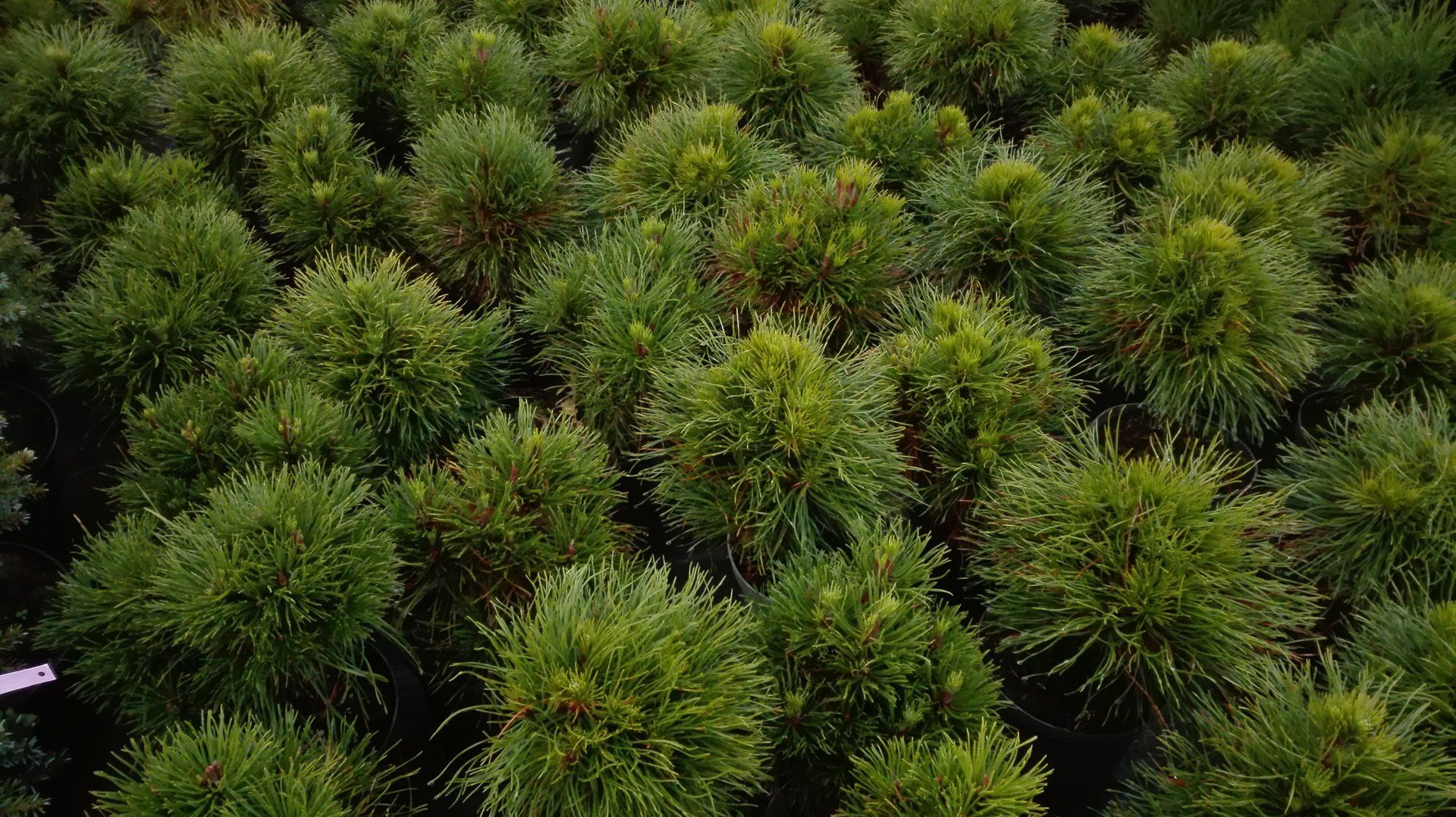 Pinus mugo Varella kalnu priede