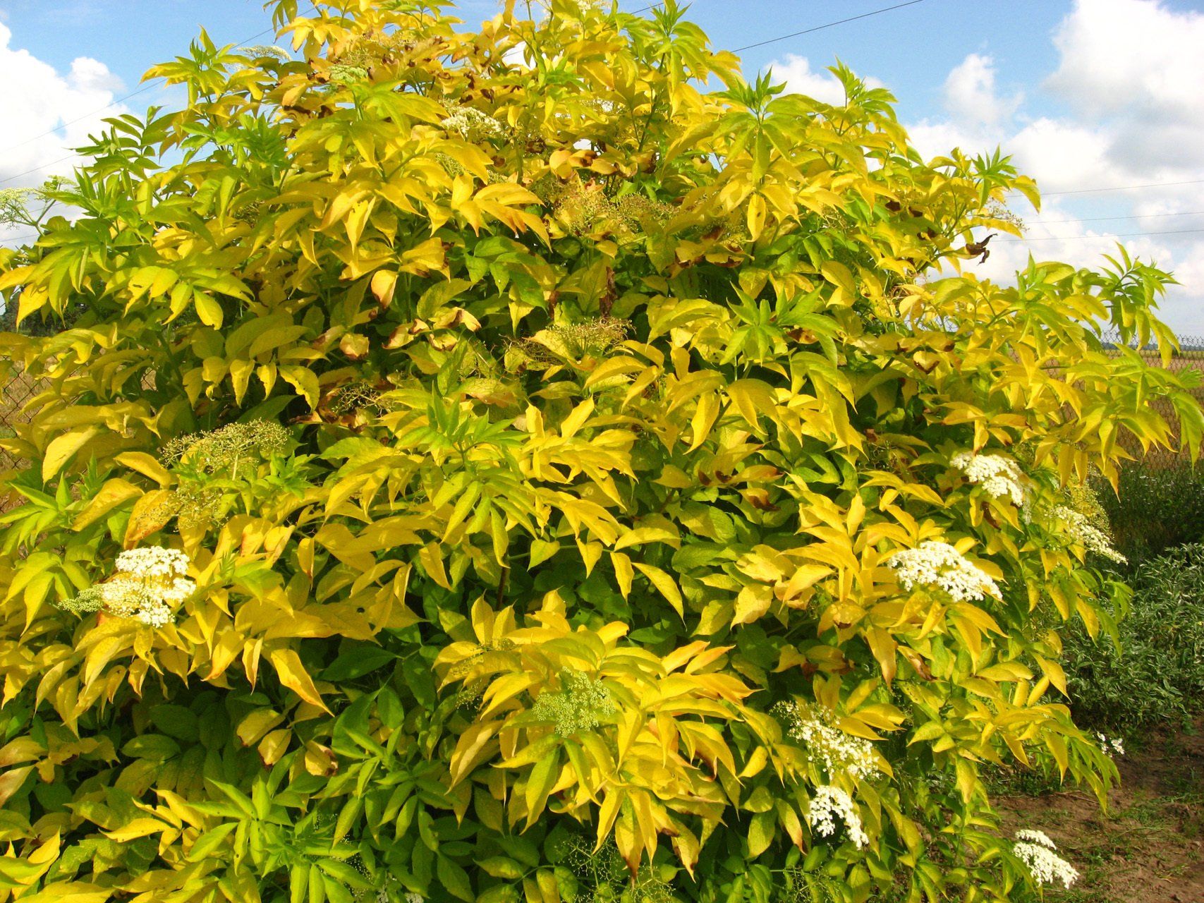 Sambucus nigra Aurea
