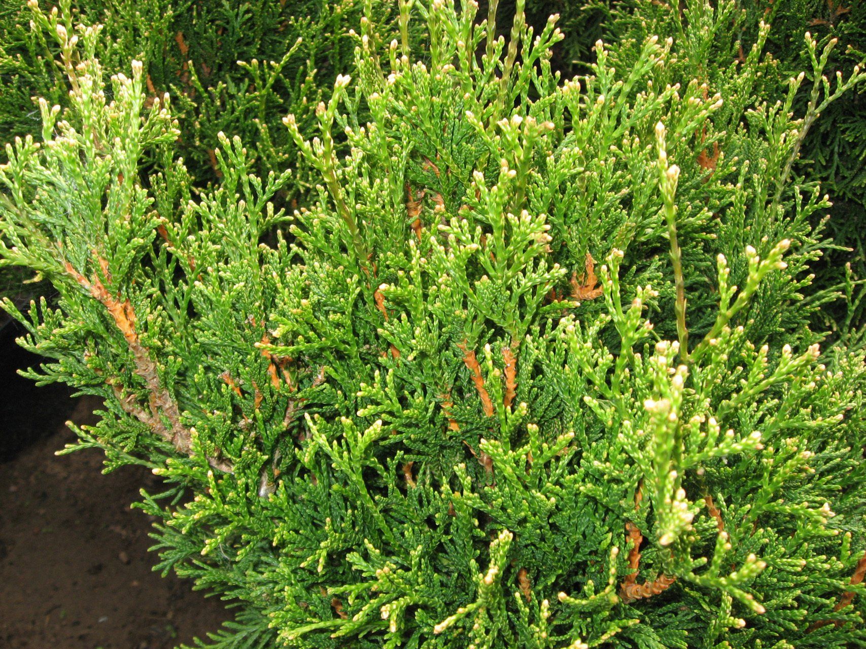 Thuja occidentalis Elegantissima Rietumu tūja