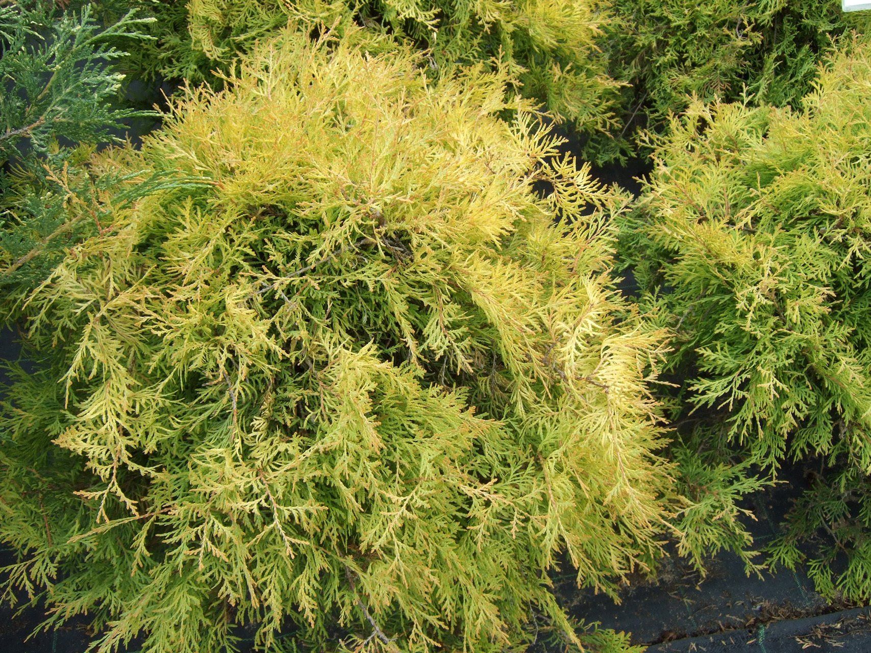 Thuja occidentalis Golden Globe Rietumu tūja