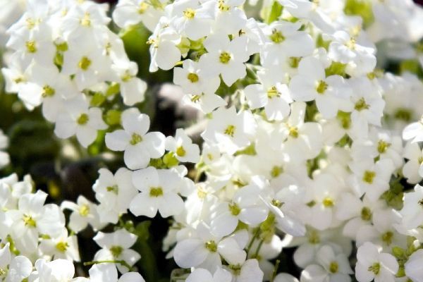 Arābes