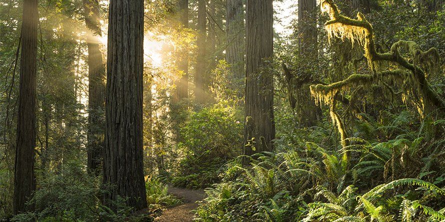Forest Image