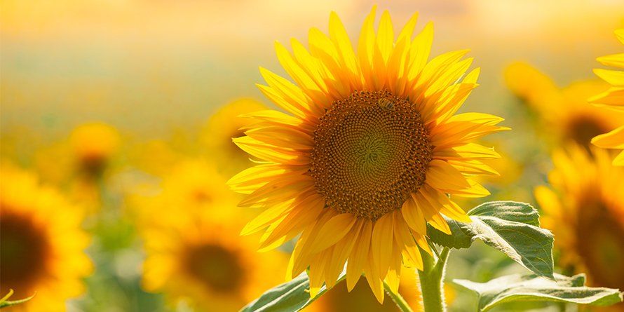 Sunflower Image