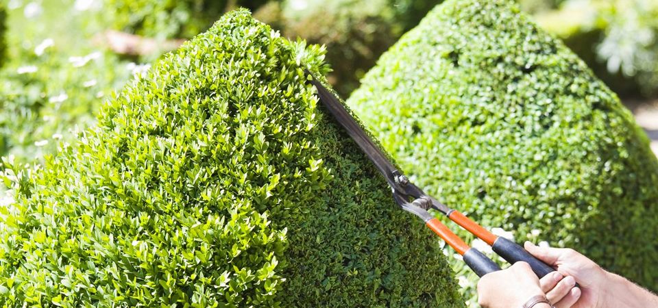 hedge cutting