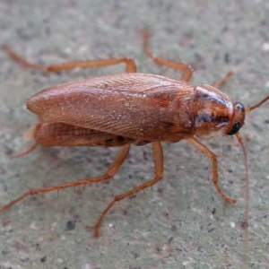 insectes