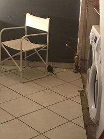 infestion de rats