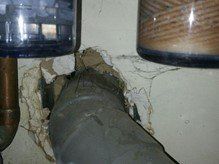 infestion de rats