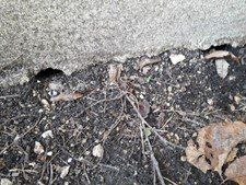 infestion de rats
