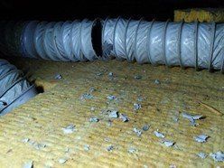 infestion de rats