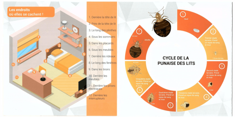 Cycle de vie de la punaise de lit