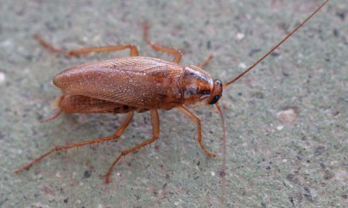 les insectes
